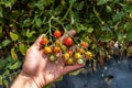Heirloom organic small cherry tomatoes Royalty Free Stock Photo