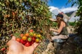 Heirloom organic small cherry tomatoes Royalty Free Stock Photo