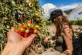 Heirloom organic small cherry tomatoes Royalty Free Stock Photo