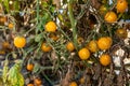 Heirloom organic small cherry tomatoes Royalty Free Stock Photo