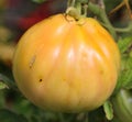 An heirloom tomato (also called heritage tomato in the UK) Royalty Free Stock Photo