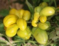 An heirloom tomato (also called heritage tomato in the UK) Royalty Free Stock Photo