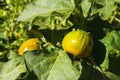 Heirloom tomato plant Royalty Free Stock Photo