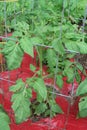 Heirloom tomato plant growing in summer garden Royalty Free Stock Photo