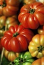 Heirloom tomatoes Royalty Free Stock Photo