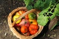 Heirloom tomatoes in basket Royalty Free Stock Photo