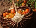 Heirloom tomatoes in baskets in garden. Harvest vegetable cooking conception Royalty Free Stock Photo