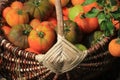 Heirloom tomatoes in baskets in garden. Harvest vegetable cooking conception Royalty Free Stock Photo