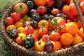 Heirloom variety tomatoes in baskets on rustic table. Colorful tomato - red,yellow , black, orange. Harvest vegetable Royalty Free Stock Photo