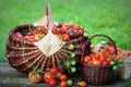 Heirloom variety tomatoes in baskets on rustic table. Colorful tomato - red,yellow , orange. Harvest vegetable cooking conception Royalty Free Stock Photo