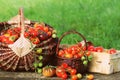 Heirloom variety tomatoes in baskets on rustic table. Colorful tomato - red,yellow , orange. Harvest vegetable cooking conception Royalty Free Stock Photo