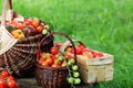 Heirloom variety tomatoes in baskets on rustic table. Colorful tomato - red,yellow , orange. Harvest vegetable cooking Royalty Free Stock Photo