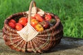 Heirloom variety tomatoes in baskets on rustic table. Colorful tomato - red,yellow , orange. Harvest vegetable cooking Royalty Free Stock Photo