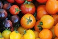 Heirloom variety tomatoes on rustic table. Colorful tomato - red,yellow , black, orange. Harvest vegetable cooking conception Royalty Free Stock Photo