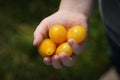 Heirloom Yellow Pear Tomatoes Royalty Free Stock Photo