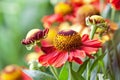 Helenium