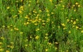 Helenium Amarum