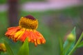 Helenium autumnale