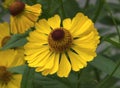 Helenium autumnale (common sneezeweed) Royalty Free Stock Photo