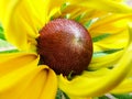 Helenium autumnale in the garden. Red and yellow flower - beautiful large yellow orange red flower Aster macro gelenium. Royalty Free Stock Photo