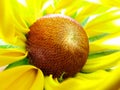 Helenium autumnale in the garden. Red and yellow flower - beautiful large yellow orange red flower Aster macro gelenium. Royalty Free Stock Photo