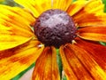 Helenium autumnale in the garden. Red and yellow flower - beautiful large yellow orange red flower Aster macro gelenium. Royalty Free Stock Photo