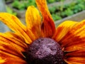 Helenium autumnale in the garden. Red and yellow flower - beautiful large yellow orange red flower Aster macro gelenium. Royalty Free Stock Photo