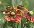 Helenium autumnale