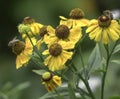 Helenium autumnale