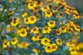 Helenium autumnale 'Tie Dye' in flower. Royalty Free Stock Photo