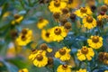 Helenium autumnale 'Tie Dye' in flower. Royalty Free Stock Photo