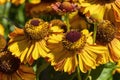 Helenium autumnale `Western Mixture`