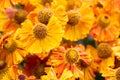 Helenium Autumnale 'Waltrut' in the walled garden borders at Rousham House, Oxfordshire