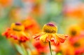 Helenium Autumnale 'Waltrut' in the walled garden borders at Rousham House, Oxfordshire