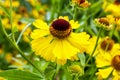 Helenium `Blutentisch`