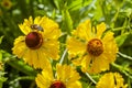 Helenium `Blutentisch`