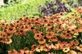 Helenium flower burnt orange Royalty Free Stock Photo