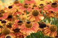 Helenium flower burnt orange Royalty Free Stock Photo