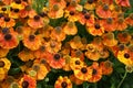 Helenium Flower Heads