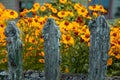 Helenium flower. Season autumn background