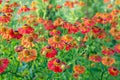 Helenium flower. Season autumn background Royalty Free Stock Photo