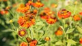 Helenium flower. Season autumn background