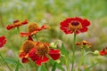 Helenium flower in summer