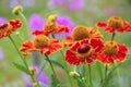 Helenium flower in summer Royalty Free Stock Photo