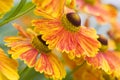 Helenium flowers