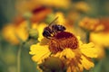 Helenium flowers with a bee Royalty Free Stock Photo