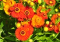 Helenium flowers