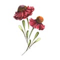 Helenium Flowers Handdrawing Watercolor Illustration for Autumn Design Royalty Free Stock Photo