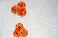 Helenium flowers on a silver cement background Royalty Free Stock Photo