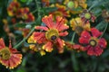 Helenium. Helenium Konigstiger. Helenium autumnale. Bush Helenium